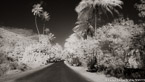 Tropical Road, Tahiti  #YNL-598.  Infrared Photograph,  Stretched and Gallery Wrapped, Limited Edition Archival Print on Canvas:  72 x 40 inches, $1620.  Custom Proportions and Sizes are Available.  For more information or to order please visit our ABOUT page or call us at 561-691-1110.