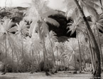 Palm Stand, Moorea  #YNL-614.  Infrared Photograph,  Stretched and Gallery Wrapped, Limited Edition Archival Print on Canvas:  56 x 40 inches, $1590.  Custom Proportions and Sizes are Available.  For more information or to order please visit our ABOUT page or call us at 561-691-1110.