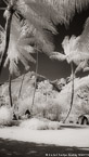 Tropical Field, Moorea  #YNL-626.  Infrared Photograph,  Stretched and Gallery Wrapped, Limited Edition Archival Print on Canvas:  40 x 72 inches, $1620.  Custom Proportions and Sizes are Available.  For more information or to order please visit our ABOUT page or call us at 561-691-1110.