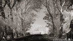 Tropical Road, Moorea  #YNL-628.  Infrared Photograph,  Stretched and Gallery Wrapped, Limited Edition Archival Print on Canvas:  72 x 40 inches, $1620.  Custom Proportions and Sizes are Available.  For more information or to order please visit our ABOUT page or call us at 561-691-1110.
