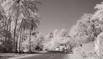 Tropical Road, Moorea  #YNL-629.  Infrared Photograph,  Stretched and Gallery Wrapped, Limited Edition Archival Print on Canvas:  68 x 40 inches, $1620.  Custom Proportions and Sizes are Available.  For more information or to order please visit our ABOUT page or call us at 561-691-1110.