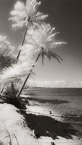 Tropical Beach, Moorea  #YNL-642.  Infrared Photograph,  Stretched and Gallery Wrapped, Limited Edition Archival Print on Canvas:  40 x 72 inches, $1620.  Custom Proportions and Sizes are Available.  For more information or to order please visit our ABOUT page or call us at 561-691-1110.