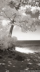 Tropical Beach, Moorea  #YNL-644.  Infrared Photograph,  Stretched and Gallery Wrapped, Limited Edition Archival Print on Canvas:  40 x 72 inches, $1620.  Custom Proportions and Sizes are Available.  For more information or to order please visit our ABOUT page or call us at 561-691-1110.