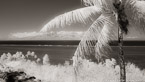 Tropical Vista, Moorea  #YNL-647.  Infrared Photograph,  Stretched and Gallery Wrapped, Limited Edition Archival Print on Canvas:  72 x 40 inches, $1620.  Custom Proportions and Sizes are Available.  For more information or to order please visit our ABOUT page or call us at 561-691-1110.