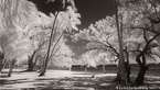Tropical Beach, Moorea  #YNL-672.  Infrared Photograph,  Stretched and Gallery Wrapped, Limited Edition Archival Print on Canvas:  72 x 40 inches, $1620.  Custom Proportions and Sizes are Available.  For more information or to order please visit our ABOUT page or call us at 561-691-1110.