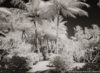 Tropical Path, Bora Bora #YNL-713.  Infrared Photograph,  Stretched and Gallery Wrapped, Limited Edition Archival Print on Canvas:  56 x 40 inches, $1590.  Custom Proportions and Sizes are Available.  For more information or to order please visit our ABOUT page or call us at 561-691-1110.