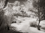 Tropical Path, Bora Bora #YNL-720.  Infrared Photograph,  Stretched and Gallery Wrapped, Limited Edition Archival Print on Canvas:  56 x 40 inches, $1590.  Custom Proportions and Sizes are Available.  For more information or to order please visit our ABOUT page or call us at 561-691-1110.