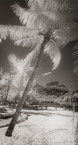 Tropical Beach, Bora Bora #YNL-722.  Infrared Photograph,  Stretched and Gallery Wrapped, Limited Edition Archival Print on Canvas:  40 x 72 inches, $1620.  Custom Proportions and Sizes are Available.  For more information or to order please visit our ABOUT page or call us at 561-691-1110.