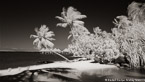 Tropical Beach, Bora Bora #YNL-726.  Infrared Photograph,  Stretched and Gallery Wrapped, Limited Edition Archival Print on Canvas:  72 x 40 inches, $1620.  Custom Proportions and Sizes are Available.  For more information or to order please visit our ABOUT page or call us at 561-691-1110.