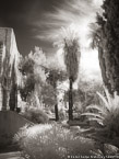 Garden, Israel  #YNL-752.  Infrared Photograph,  Stretched and Gallery Wrapped, Limited Edition Archival Print on Canvas:  40 x 56 inches, $1590.  Custom Proportions and Sizes are Available.  For more information or to order please visit our ABOUT page or call us at 561-691-1110.