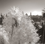 , Jerusalem Israel #YNL-759.  Infrared Photograph,  Stretched and Gallery Wrapped, Limited Edition Archival Print on Canvas:  40 x 40 inches, $1500.  Custom Proportions and Sizes are Available.  For more information or to order please visit our ABOUT page or call us at 561-691-1110.
