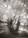 Olive Garden, Israel  #YNL-766.  Infrared Photograph,  Stretched and Gallery Wrapped, Limited Edition Archival Print on Canvas:  40 x 56 inches, $1590.  Custom Proportions and Sizes are Available.  For more information or to order please visit our ABOUT page or call us at 561-691-1110.