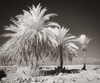 Palms , Israel  #YNL-770.  Infrared Photograph,  Stretched and Gallery Wrapped, Limited Edition Archival Print on Canvas:  50 x 40 inches, $1560.  Custom Proportions and Sizes are Available.  For more information or to order please visit our ABOUT page or call us at 561-691-1110.