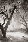 Garden , Athens Greece #YNL-429.  Infrared Photograph,  Stretched and Gallery Wrapped, Limited Edition Archival Print on Canvas:  40 x 60 inches, $1590.  Custom Proportions and Sizes are Available.  For more information or to order please visit our ABOUT page or call us at 561-691-1110.