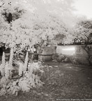 Garden , Athens Greece #YNL-440.  Infrared Photograph,  Stretched and Gallery Wrapped, Limited Edition Archival Print on Canvas:  40 x 44 inches, $1530.  Custom Proportions and Sizes are Available.  For more information or to order please visit our ABOUT page or call us at 561-691-1110.