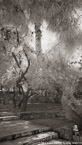 Garden , Athens Greece #YNL-442.  Infrared Photograph,  Stretched and Gallery Wrapped, Limited Edition Archival Print on Canvas:  40 x 72 inches, $1620.  Custom Proportions and Sizes are Available.  For more information or to order please visit our ABOUT page or call us at 561-691-1110.