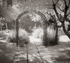Garden , Athens Greece #YNL-458.  Infrared Photograph,  Stretched and Gallery Wrapped, Limited Edition Archival Print on Canvas:  40 x 44 inches, $1530.  Custom Proportions and Sizes are Available.  For more information or to order please visit our ABOUT page or call us at 561-691-1110.