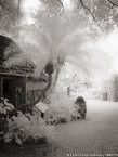 Tropical Garden, Palm Beach #YNL-936.  Infrared Photograph,  Stretched and Gallery Wrapped, Limited Edition Archival Print on Canvas:  40 x 56 inches, $1590.  Custom Proportions and Sizes are Available.  For more information or to order please visit our ABOUT page or call us at 561-691-1110.