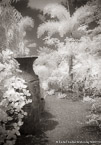 Tropical Garden, Palm Beach #YNL-938.  Infrared Photograph,  Stretched and Gallery Wrapped, Limited Edition Archival Print on Canvas:  40 x 60 inches, $1590.  Custom Proportions and Sizes are Available.  For more information or to order please visit our ABOUT page or call us at 561-691-1110.