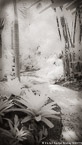 Tropical Garden, Palm Beach #YNL-942.  Infrared Photograph,  Stretched and Gallery Wrapped, Limited Edition Archival Print on Canvas:  40 x 72 inches, $1620.  Custom Proportions and Sizes are Available.  For more information or to order please visit our ABOUT page or call us at 561-691-1110.