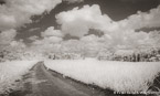 Country Road, Costa Rica #YNL-964.  Infrared Photograph,  Stretched and Gallery Wrapped, Limited Edition Archival Print on Canvas:  68 x 40 inches, $1620.  Custom Proportions and Sizes are Available.  For more information or to order please visit our ABOUT page or call us at 561-691-1110.