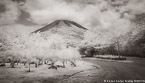 Country Road, Costa Rica #YNL-967.  Infrared Photograph,  Stretched and Gallery Wrapped, Limited Edition Archival Print on Canvas:  68 x 40 inches, $1620.  Custom Proportions and Sizes are Available.  For more information or to order please visit our ABOUT page or call us at 561-691-1110.