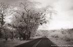 Country Road, Costa Rica #YNL-968.  Infrared Photograph,  Stretched and Gallery Wrapped, Limited Edition Archival Print on Canvas:  68 x 40 inches, $1620.  Custom Proportions and Sizes are Available.  For more information or to order please visit our ABOUT page or call us at 561-691-1110.