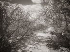 Tropical Path, Jupiter  #YNL-976.  Infrared Photograph,  Stretched and Gallery Wrapped, Limited Edition Archival Print on Canvas:  56 x 40 inches, $1590.  Custom Proportions and Sizes are Available.  For more information or to order please visit our ABOUT page or call us at 561-691-1110.