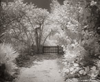 Tropical Path, Jupiter  #YNL-978.  Infrared Photograph,  Stretched and Gallery Wrapped, Limited Edition Archival Print on Canvas:  50 x 40 inches, $1560.  Custom Proportions and Sizes are Available.  For more information or to order please visit our ABOUT page or call us at 561-691-1110.