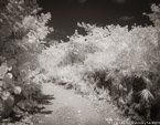 Tropical Path, Jupiter  #YNL-981.  Infrared Photograph,  Stretched and Gallery Wrapped, Limited Edition Archival Print on Canvas:  50 x 40 inches, $1560.  Custom Proportions and Sizes are Available.  For more information or to order please visit our ABOUT page or call us at 561-691-1110.