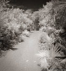 Tropical Path, Jupiter  #YNL-986.  Infrared Photograph,  Stretched and Gallery Wrapped, Limited Edition Archival Print on Canvas:  40 x 44 inches, $1530.  Custom Proportions and Sizes are Available.  For more information or to order please visit our ABOUT page or call us at 561-691-1110.