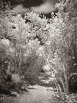 Tropical Path, Jupiter  #YNL-987.  Infrared Photograph,  Stretched and Gallery Wrapped, Limited Edition Archival Print on Canvas:  40 x 56 inches, $1590.  Custom Proportions and Sizes are Available.  For more information or to order please visit our ABOUT page or call us at 561-691-1110.