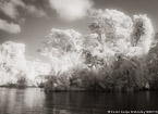 Tropical Estuary, Costa Rica #YNS-819.  Infrared Photograph,  Stretched and Gallery Wrapped, Limited Edition Archival Print on Canvas:  56 x 40 inches, $1590.  Custom Proportions and Sizes are Available.  For more information or to order please visit our ABOUT page or call us at 561-691-1110.