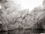 Tropical Estuary, Costa Rica #YNS-827.  Infrared Photograph,  Stretched and Gallery Wrapped, Limited Edition Archival Print on Canvas:  56 x 40 inches, $1590.  Custom Proportions and Sizes are Available.  For more information or to order please visit our ABOUT page or call us at 561-691-1110.
