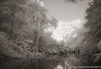 Tropical Estuary, Costa Rica #YNS-844.  Infrared Photograph,  Stretched and Gallery Wrapped, Limited Edition Archival Print on Canvas:  56 x 40 inches, $1590.  Custom Proportions and Sizes are Available.  For more information or to order please visit our ABOUT page or call us at 561-691-1110.