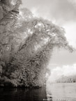 Tropical Estuary, Costa Rica #YNS-865.  Infrared Photograph,  Stretched and Gallery Wrapped, Limited Edition Archival Print on Canvas:  40 x 56 inches, $1590.  Custom Proportions and Sizes are Available.  For more information or to order please visit our ABOUT page or call us at 561-691-1110.