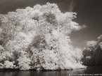 Tropical Estuary, Costa Rica #YNS-867.  Infrared Photograph,  Stretched and Gallery Wrapped, Limited Edition Archival Print on Canvas:  56 x 40 inches, $1590.  Custom Proportions and Sizes are Available.  For more information or to order please visit our ABOUT page or call us at 561-691-1110.