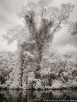 Tropical Estuary, Costa Rica #YNS-893.  Infrared Photograph,  Stretched and Gallery Wrapped, Limited Edition Archival Print on Canvas:  40 x 56 inches, $1590.  Custom Proportions and Sizes are Available.  For more information or to order please visit our ABOUT page or call us at 561-691-1110.