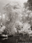 Tropical Estuary, Costa Rica #YNS-903.  Infrared Photograph,  Stretched and Gallery Wrapped, Limited Edition Archival Print on Canvas:  40 x 56 inches, $1590.  Custom Proportions and Sizes are Available.  For more information or to order please visit our ABOUT page or call us at 561-691-1110.