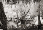 Tropical Lagoon, Palm Beach #YNS-701.  Infrared Photograph,  Stretched and Gallery Wrapped, Limited Edition Archival Print on Canvas:  56 x 40 inches, $1590.  Custom Proportions and Sizes are Available.  For more information or to order please visit our ABOUT page or call us at 561-691-1110.