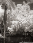 Tropical Lagoon, Palm Beach #YNS-704.  Infrared Photograph,  Stretched and Gallery Wrapped, Limited Edition Archival Print on Canvas:  40 x 56 inches, $1590.  Custom Proportions and Sizes are Available.  For more information or to order please visit our ABOUT page or call us at 561-691-1110.