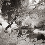 Tropical Lagoon, Palm Beach #YNS-714.  Infrared Photograph,  Stretched and Gallery Wrapped, Limited Edition Archival Print on Canvas:  40 x 40 inches, $1500.  Custom Proportions and Sizes are Available.  For more information or to order please visit our ABOUT page or call us at 561-691-1110.