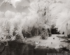 Tropical Lagoon, Palm Beach #YNS-719.  Infrared Photograph,  Stretched and Gallery Wrapped, Limited Edition Archival Print on Canvas:  50 x 40 inches, $1560.  Custom Proportions and Sizes are Available.  For more information or to order please visit our ABOUT page or call us at 561-691-1110.