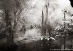 Tropical Lagoon, Palm Beach #YNS-721.  Infrared Photograph,  Stretched and Gallery Wrapped, Limited Edition Archival Print on Canvas:  56 x 40 inches, $1590.  Custom Proportions and Sizes are Available.  For more information or to order please visit our ABOUT page or call us at 561-691-1110.