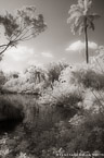 Tropical Lagoon, Palm Beach #YNS-732.  Infrared Photograph,  Stretched and Gallery Wrapped, Limited Edition Archival Print on Canvas:  40 x 60 inches, $1590.  Custom Proportions and Sizes are Available.  For more information or to order please visit our ABOUT page or call us at 561-691-1110.