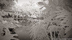 Tropical Lagoon, Palm Beach #YNS-739.  Infrared Photograph,  Stretched and Gallery Wrapped, Limited Edition Archival Print on Canvas:  72 x 40 inches, $1620.  Custom Proportions and Sizes are Available.  For more information or to order please visit our ABOUT page or call us at 561-691-1110.