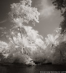 Tropical , Costa Rica #YNS-780.  Infrared Photograph,  Stretched and Gallery Wrapped, Limited Edition Archival Print on Canvas:  40 x 44 inches, $1530.  Custom Proportions and Sizes are Available.  For more information or to order please visit our ABOUT page or call us at 561-691-1110.