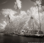 Tropical , Costa Rica #YNS-782.  Infrared Photograph,  Stretched and Gallery Wrapped, Limited Edition Archival Print on Canvas:  40 x 44 inches, $1530.  Custom Proportions and Sizes are Available.  For more information or to order please visit our ABOUT page or call us at 561-691-1110.
