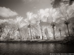 Tropical , Costa Rica #YNS-783.  Infrared Photograph,  Stretched and Gallery Wrapped, Limited Edition Archival Print on Canvas:  56 x 40 inches, $1590.  Custom Proportions and Sizes are Available.  For more information or to order please visit our ABOUT page or call us at 561-691-1110.