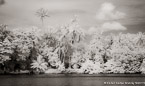 Tropical , Costa Rica #YNS-786.  Infrared Photograph,  Stretched and Gallery Wrapped, Limited Edition Archival Print on Canvas:  68 x 40 inches, $1620.  Custom Proportions and Sizes are Available.  For more information or to order please visit our ABOUT page or call us at 561-691-1110.